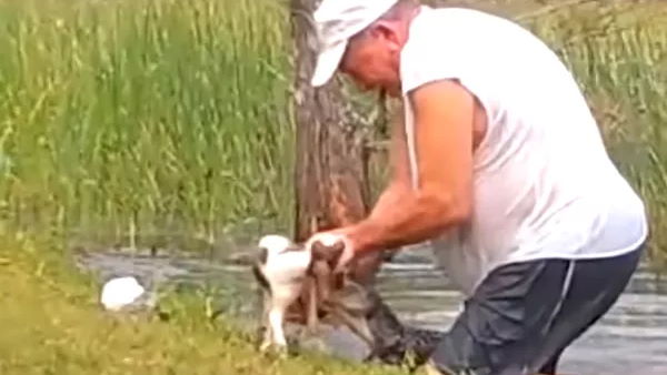 मगरमच्छ के जबड़े यूं बचाई डॉगी की जान