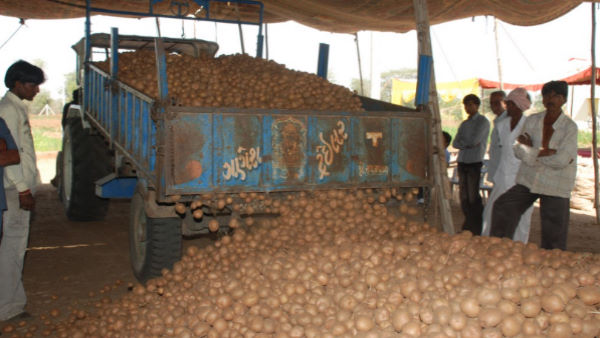  आलू की खेती के 'मास्टर' कैसे बने पार्थीभाई?