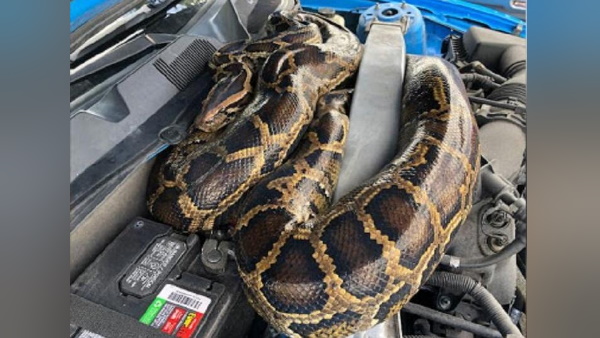 मगरमच्छों का भी करते हैं शिकार मगरमच्छों का भी करते हैं शिकार