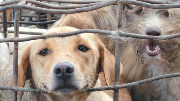कोर्ट ने राज्य सरकार के फैसले पर लगाई रोक
