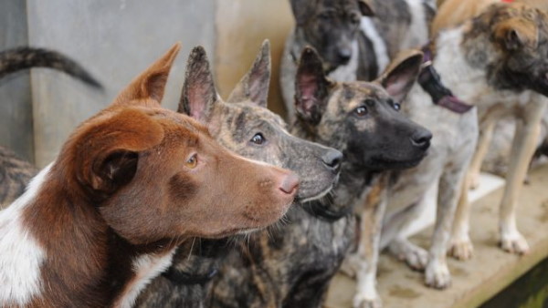 दोनों कुत्तों को मौत की सजा