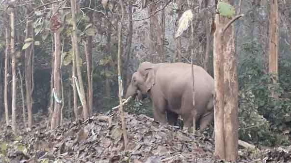 सोशल मीडिया पर वायरल वीडियो