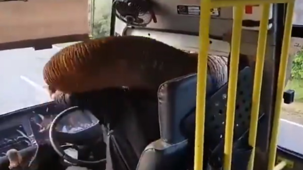 गाड़ी के अंदर घुसाया सूंड