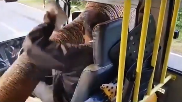 'डू नॉट फीड वाइल्ड एनिमल्स'