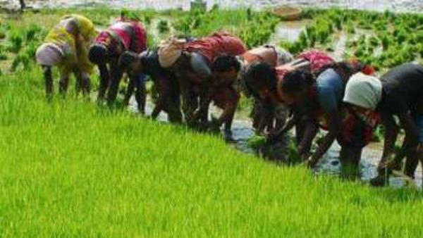 भारत में गेंहू का एमएसपी अमेरिका से अधिक 18.40 रुपए प्रति किलो है