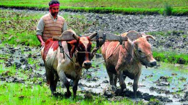 निजी प्लेयर आने से सरकार पर अनाज खरीदने का बोझ घटेगा