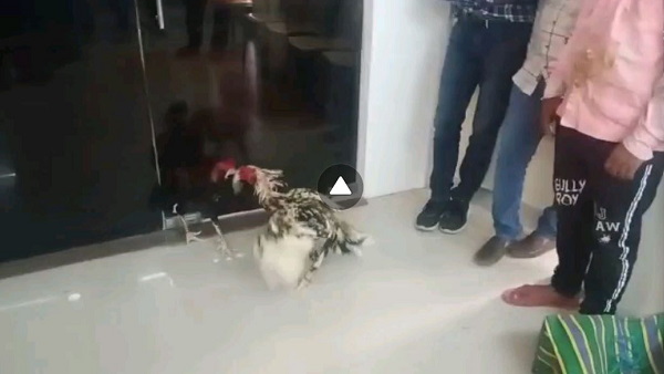 Video: gambling on cock fighting