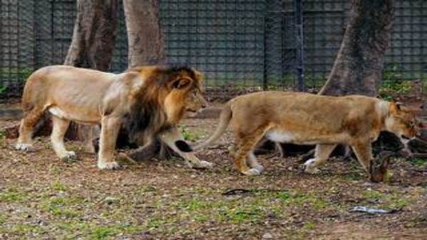 Asiatic lions have been brought in from naya raipur jungle safari park to Gujarats Surat