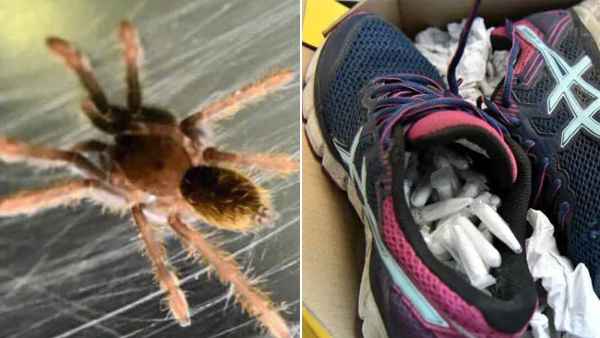 प्लास्टिक शीशियों के अंदर 119 टारेंटयुल्स टक किए गए थे