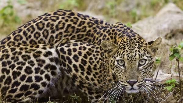 पथराव में 5 वनकर्मी घायल