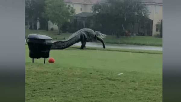 मगरमच्छ की तुलना डायनासोर से हुई