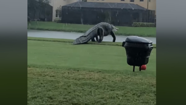 यूजर ने कहा, 'मगरमच्छ के पैर मेरे पैर से भी बड़े हैं'