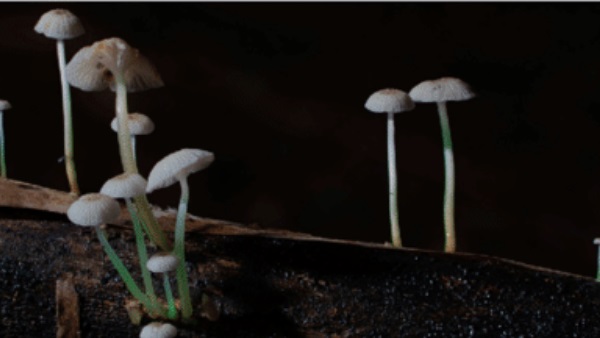 जुगनु में दिखती है ऐसी ही रोशनी