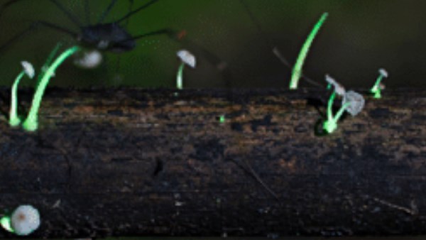 मेघालय के किन हिस्सों में मिले ये मशरूम