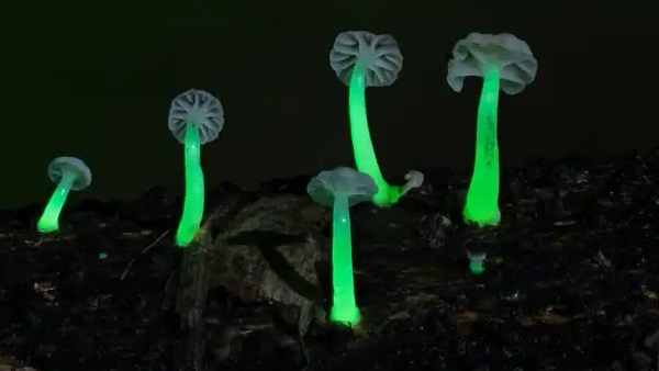 मशरूम के डंठल में दिखी हरे रंग की रोशनी