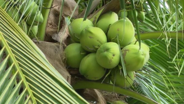 छात्र अपना परीक्षा शुल्क नारियल लाकर दे सकते हैं
