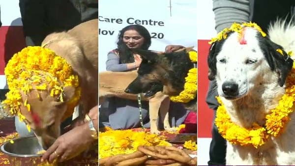 कुत्‍तों की पूजा होती है और खिलाया जाता है भोजन 