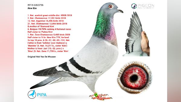 रेसिंग कबूतर है न्यू किम