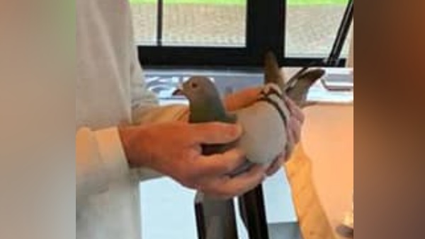 कबूतरों की रेस में छाए यूरोप के कबूतर