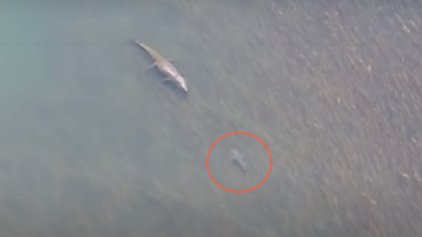 जब मगरमच्छ और शार्क का हुआ सामना