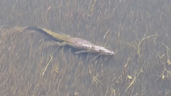 मगरमच्छ से कुछ ही दूरी पर थी खतरनाक बुल शार्क