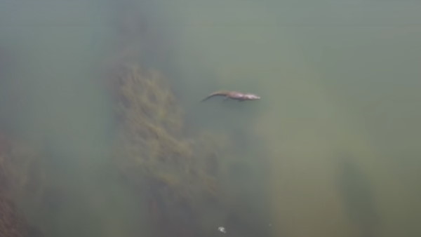 गॉडजिला क्या ये तुम हो?