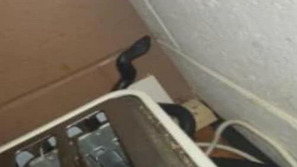 Red Bellied नस्ल का था सांप