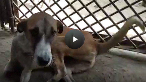 डॉक्यूमेंट्री वायरल होने के बाद बनी बात डॉक्यूमेंट्री वायरल होने के बाद बनी बात