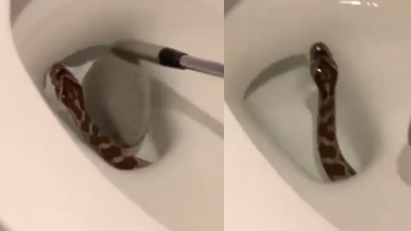 जब टॉयलेट सीट से निकला सांप