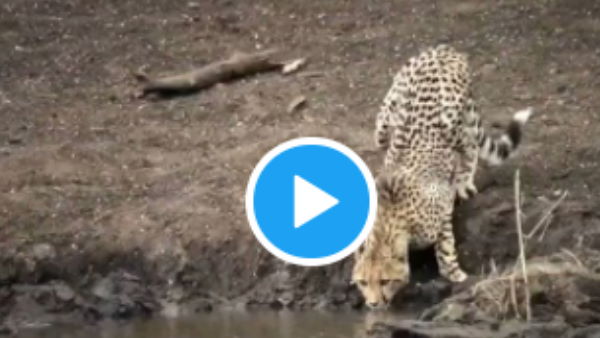 वीडियो को 20 हजार से अधिक व्यूज