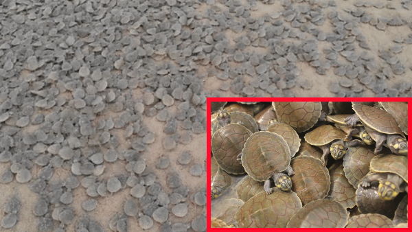 प्यूर्स नदी के किनारे 92 हजार से अधिक कछुए पैदा हुए