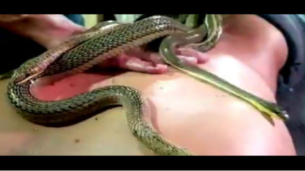 यहां अजगर करता है इंसानों का मसाज यहां अजगर करता है इंसानों का मसाज