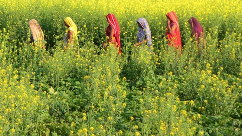किसान आंदोलन: कृषि क़ानूनों पर जारी विरोध में कहाँ हैं भूमिहीन महिला किसान? किसान आंदोलन: कृषि क़ानूनों पर जारी विरोध में कहाँ हैं भूमिहीन महिला किसान?