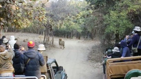 आमिर खान के रूट पर 13 शेर, शेरनियां