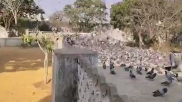  ब्यावर के कबूतरों का वायरल वीडियो