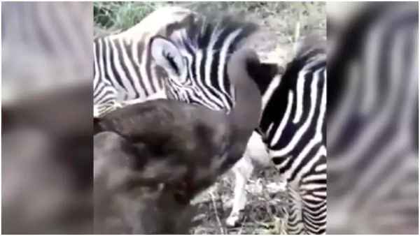 जानें क्या है वायरल वीडियो में