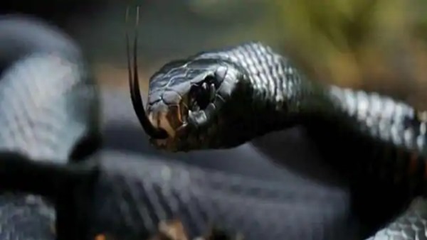 सबसे खतरनाक सांपों में से एक