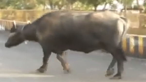 बीच सड़क पर गोबर कर दिया