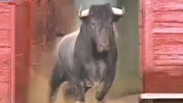 बेडरूम में पहुंचे सांड बेडरूम में पहुंचे सांड