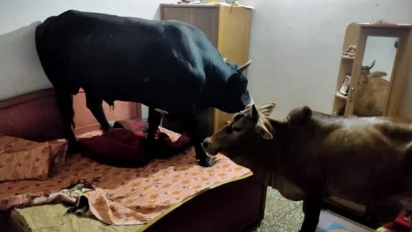 लड़ते-लड़ते घर के अंदर दाखिल हुए सांड लड़ते-लड़ते घर के अंदर दाखिल हुए सांड