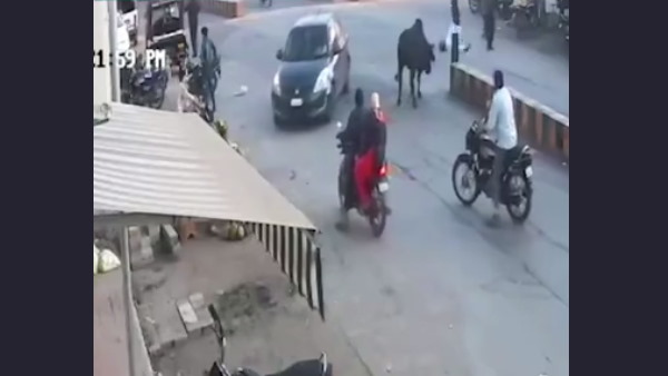 Watch: stray bull Bounced the old man In The Air, picked up him by horns; video viral