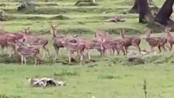 पक्षियों और अन्य जानवरों को मिली आजादी