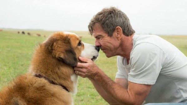 मालिक की जान बचाने के लिए खतरनाक शॉर्क से भिड़ गया पालतू कुत्ता