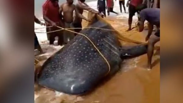 मछली के जिंदा देख लिया ये फैसला