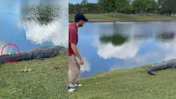 झील के पास गिरी गेंद