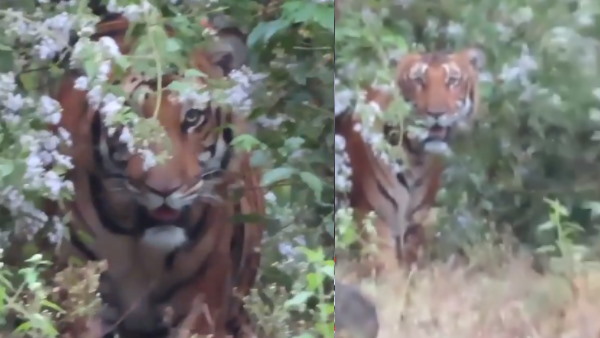 आनंद महिंद्रा को याद आई ये कविता आनंद महिंद्रा को याद आई ये कविता