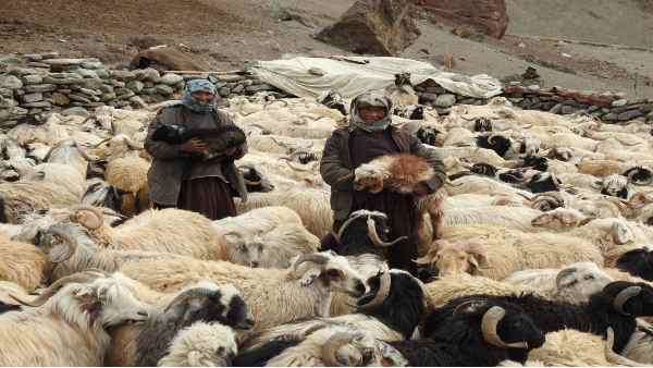 पहले भी जानवर चुराने के लिए भी आते रहे हैं चीनी सैनिक