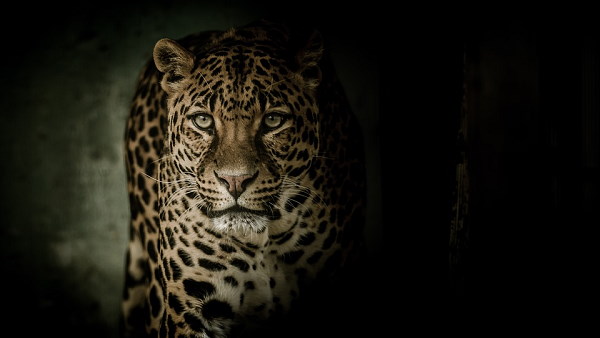 leopard entered in house of farmer, people in fear, but forest department fail to caught leopard entered in house of farmer, people in fear, but forest department fail to caught
