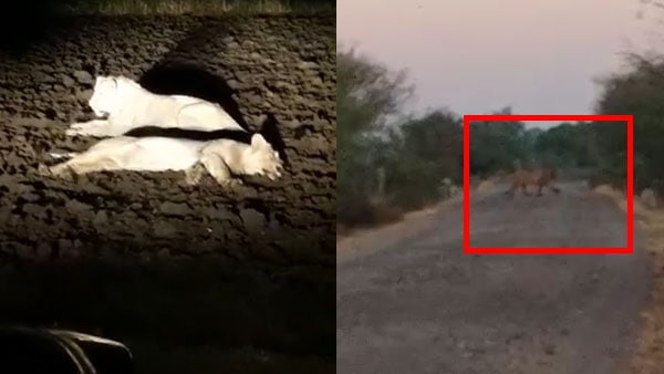 Watch: lions entered in villages of rajkot district at gujarat, forest dept search operation