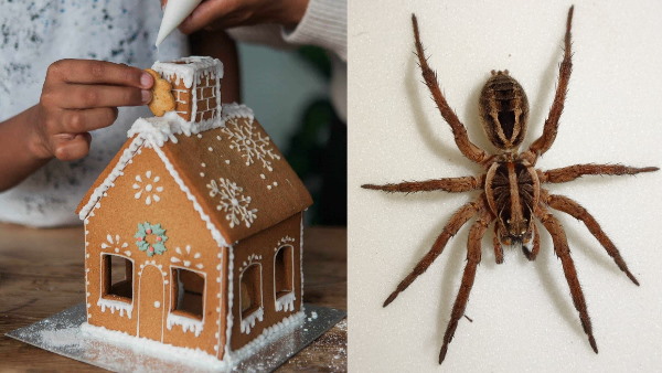 मकड़ी ने जिंजरब्रेड हाउस को बनाया आशियाना मकड़ी ने जिंजरब्रेड हाउस को बनाया आशियाना